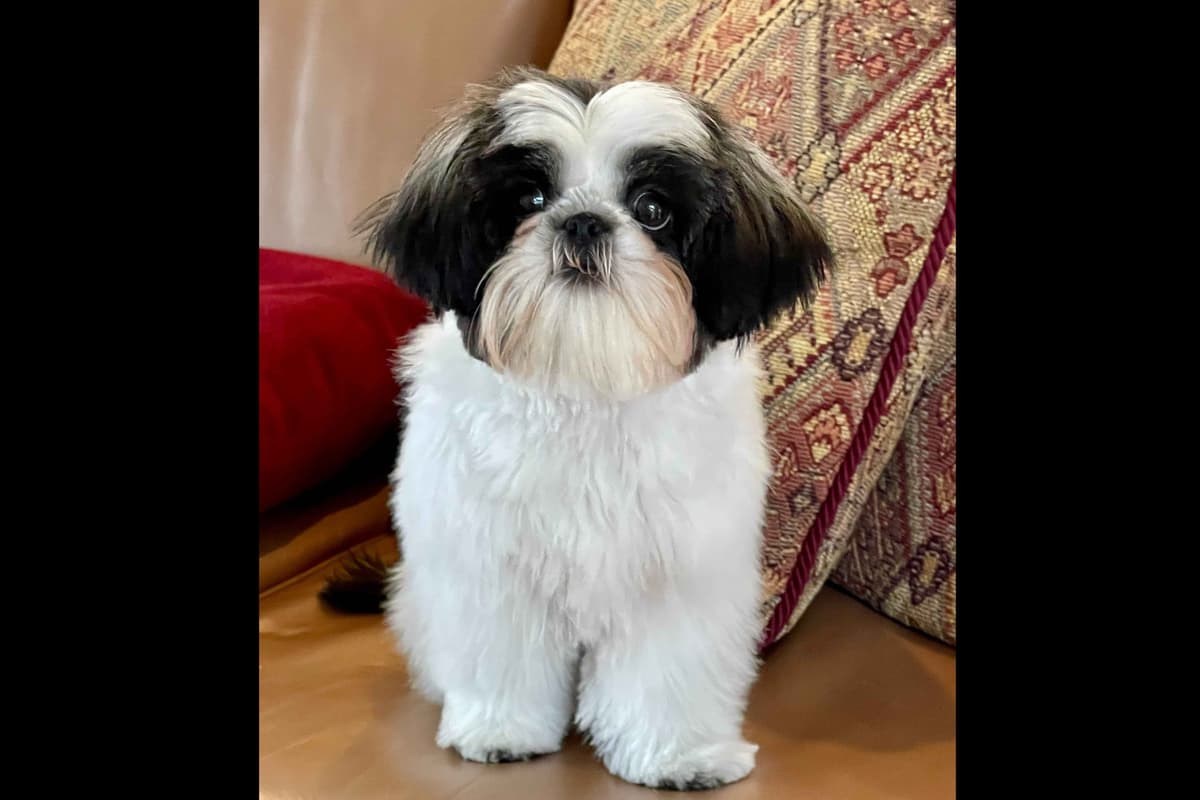 AKC Shih Tzu Puppies | Champion Bloodlines | Ready July 29 breeder image 13