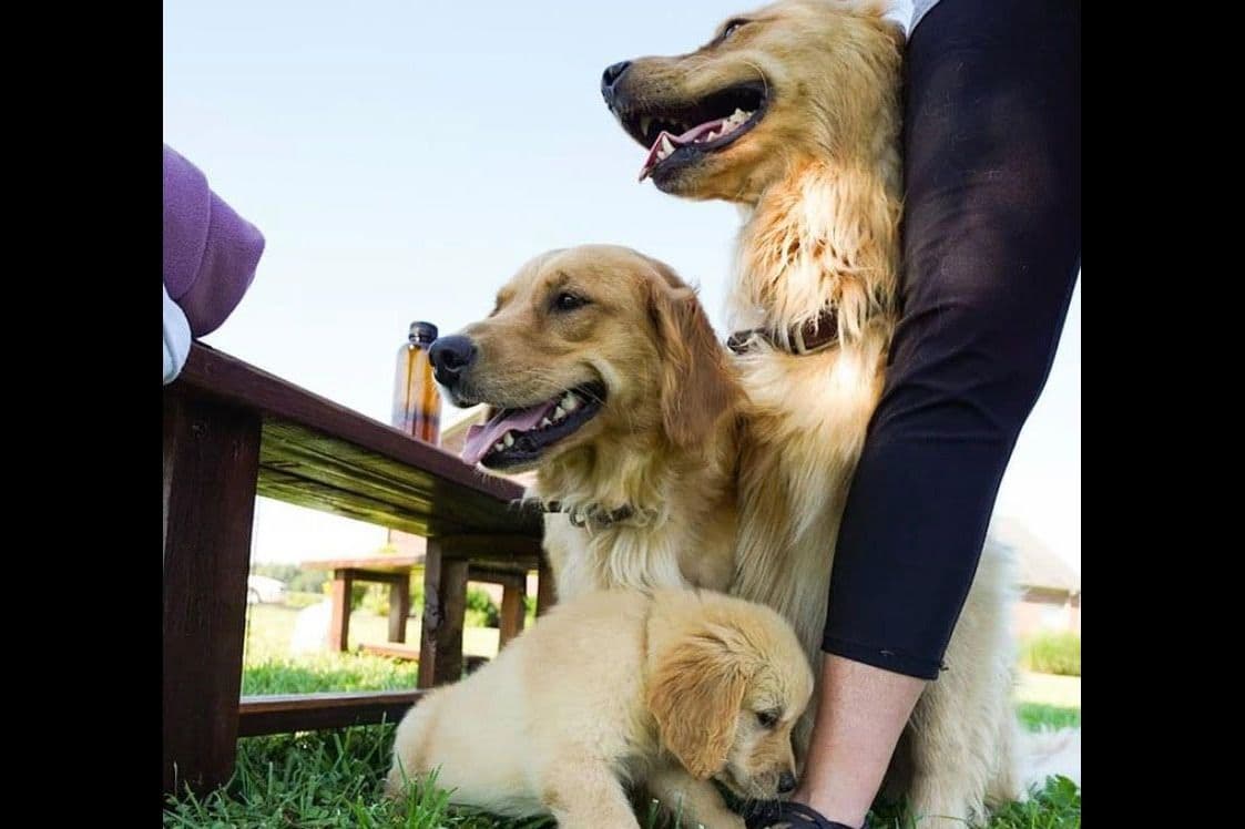 Golden Retriever Female Puppies breeder image 1