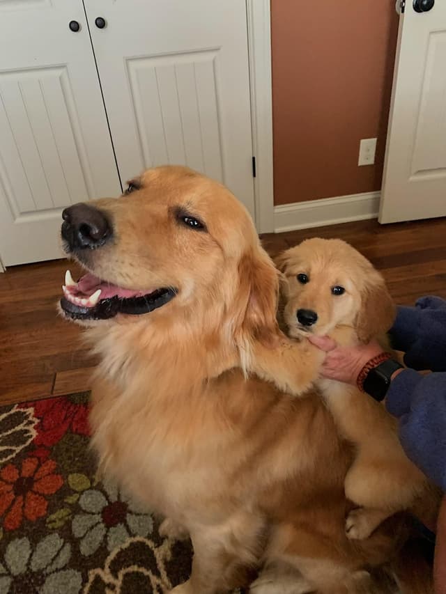 Golden Retriever Female Puppies media 2