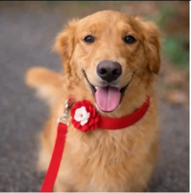 Golden Retriever Female Puppies media 3