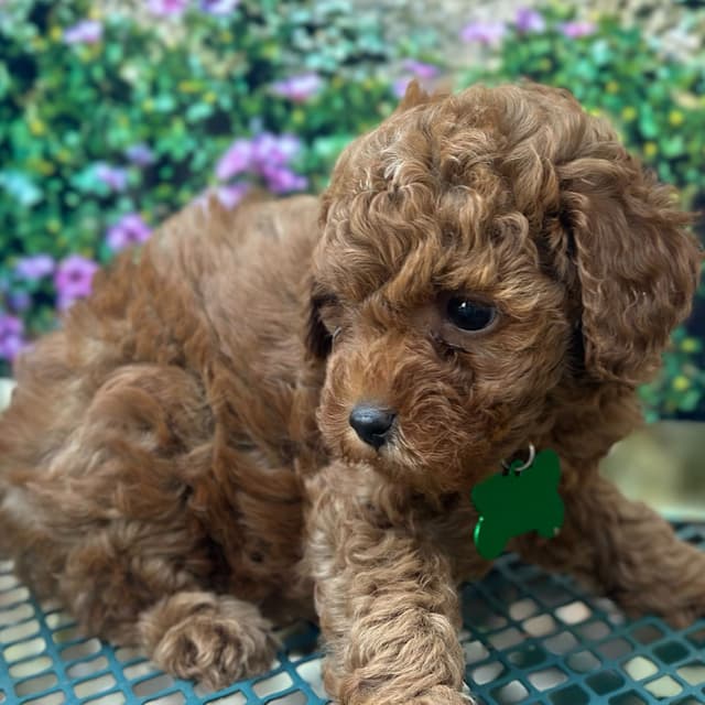 Miniature AKC Poodles of Distinction media 2