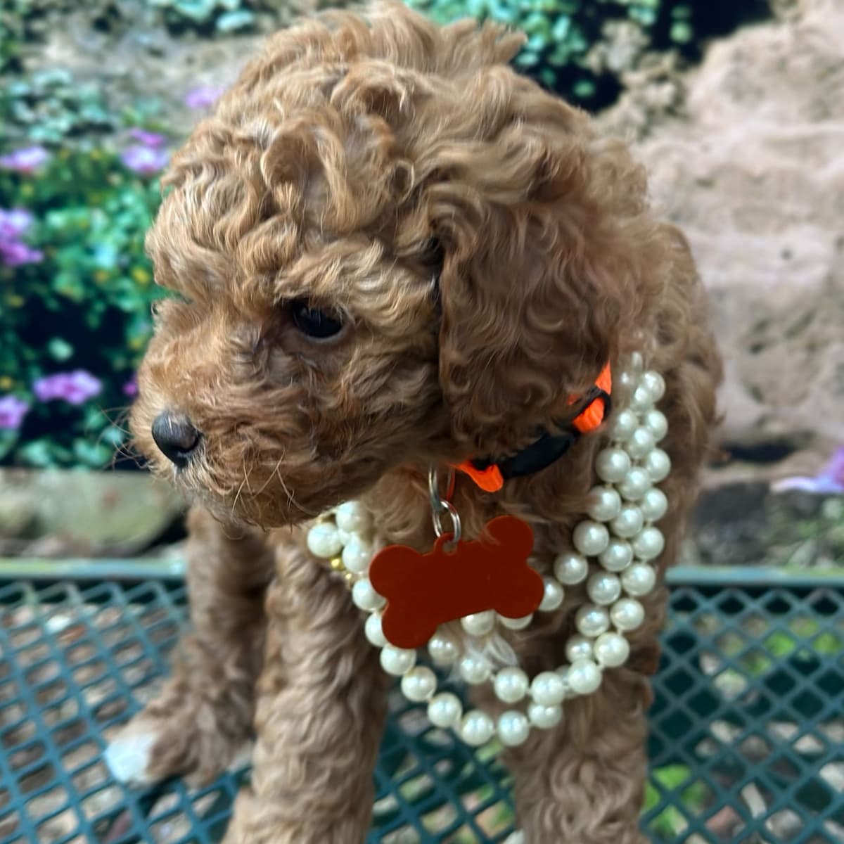 Miniature AKC Poodles of Distinction breeder image 1