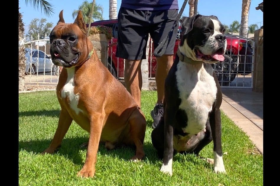 European Boxer Puppies breeder image 3