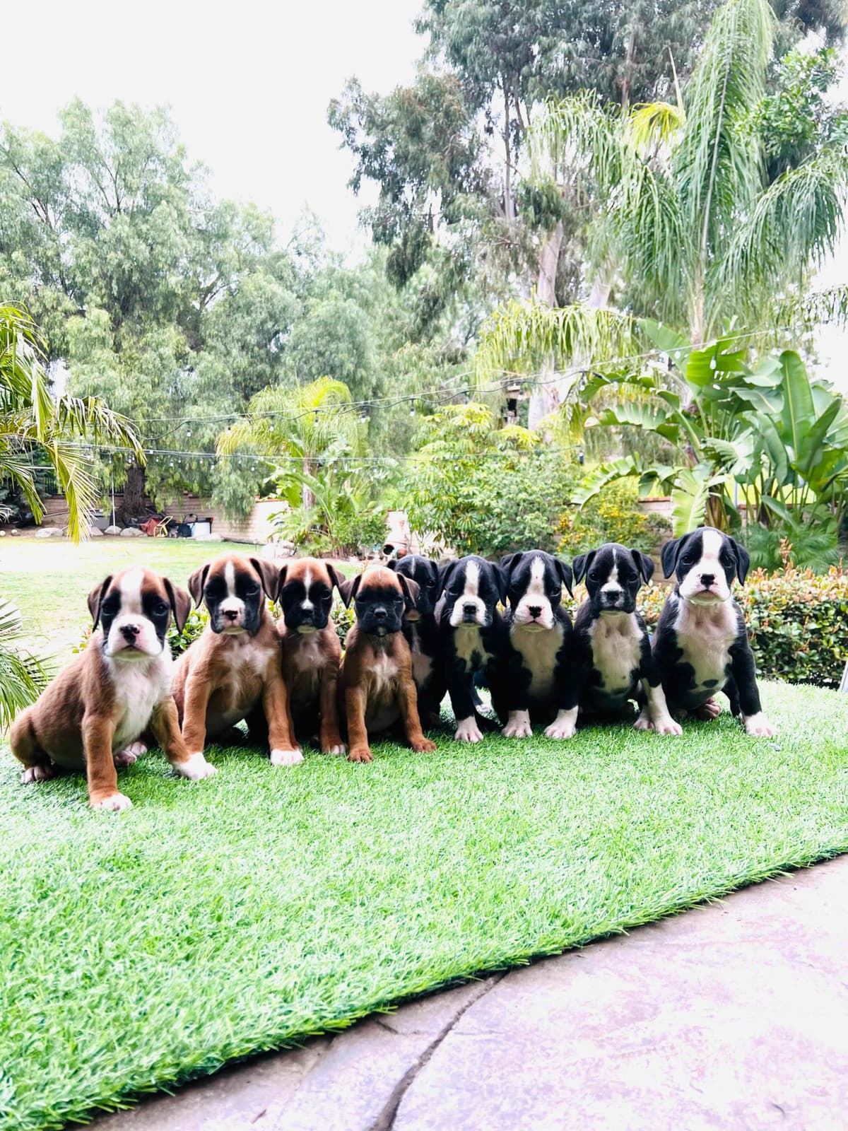 European Boxer Puppies breeder image 1