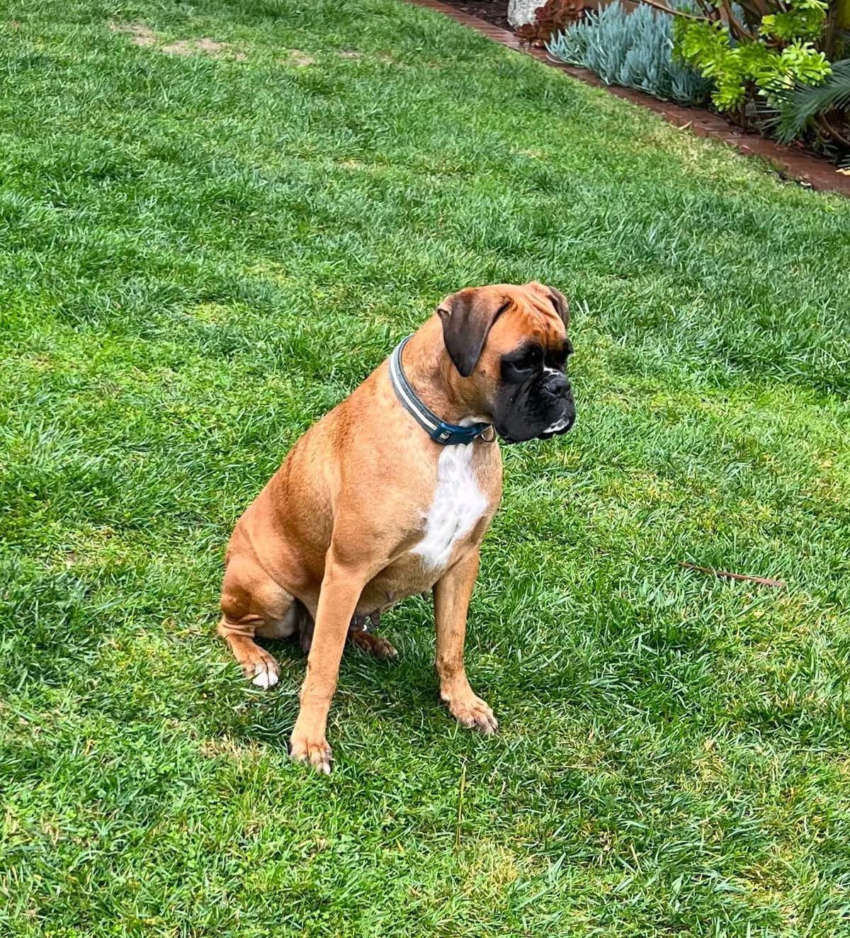 European Boxer Puppies breeder image 4