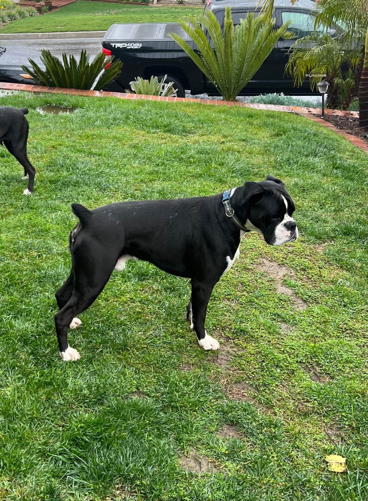 European Boxer Puppies breeder image 5