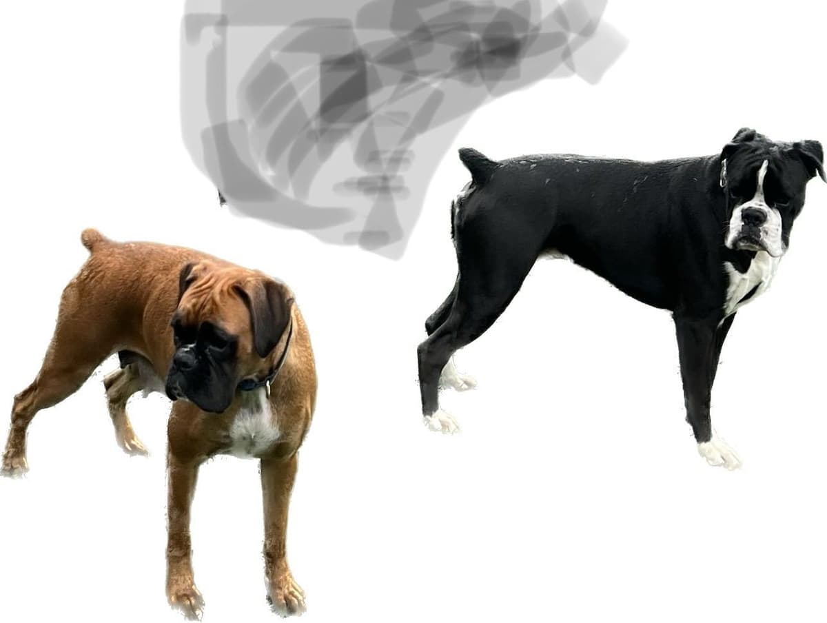 European Boxer Puppies breeder image 7
