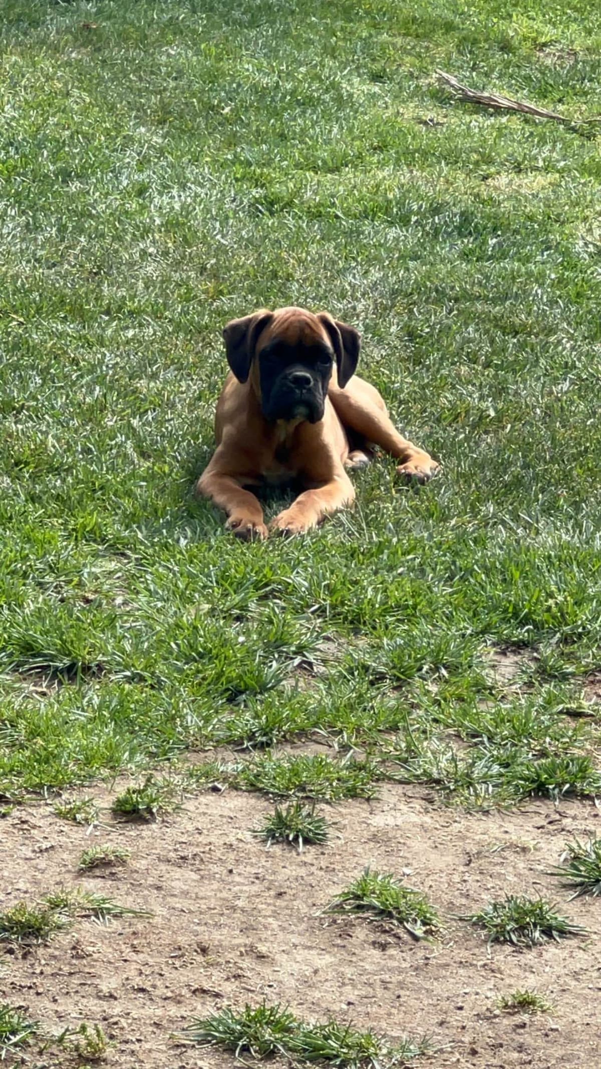 European Boxer Puppies breeder image 8