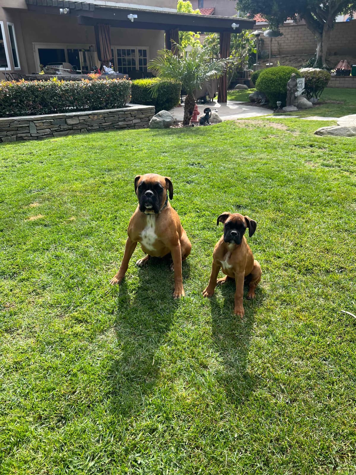 European Boxer Puppies breeder image 10