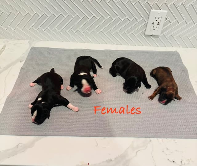 European Boxer Puppies media 2