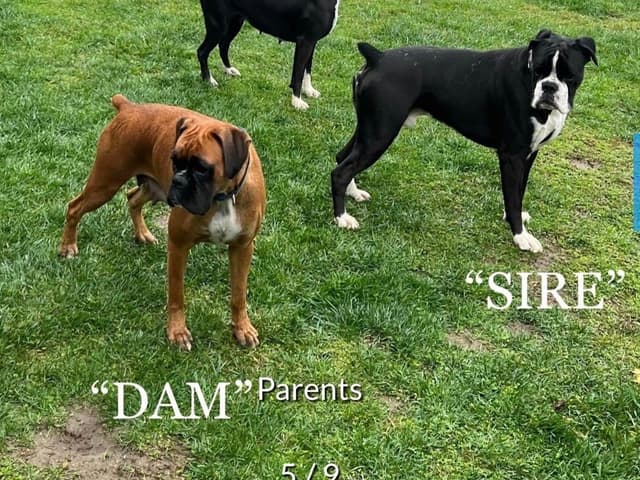 European Boxer Puppies media 3