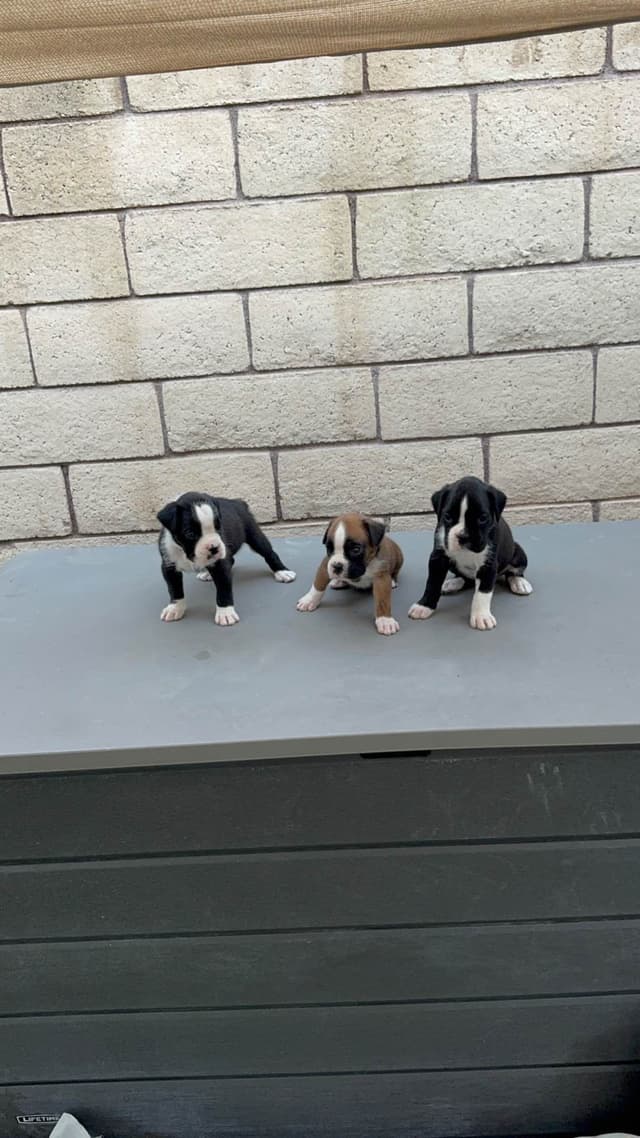 European Boxer Puppies media 4