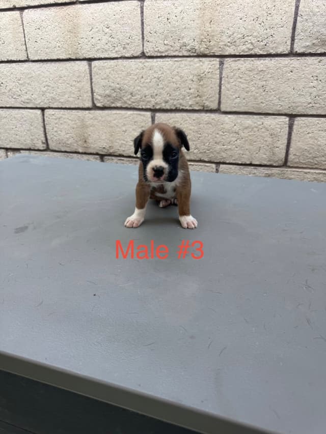 European Boxer Puppies media 5