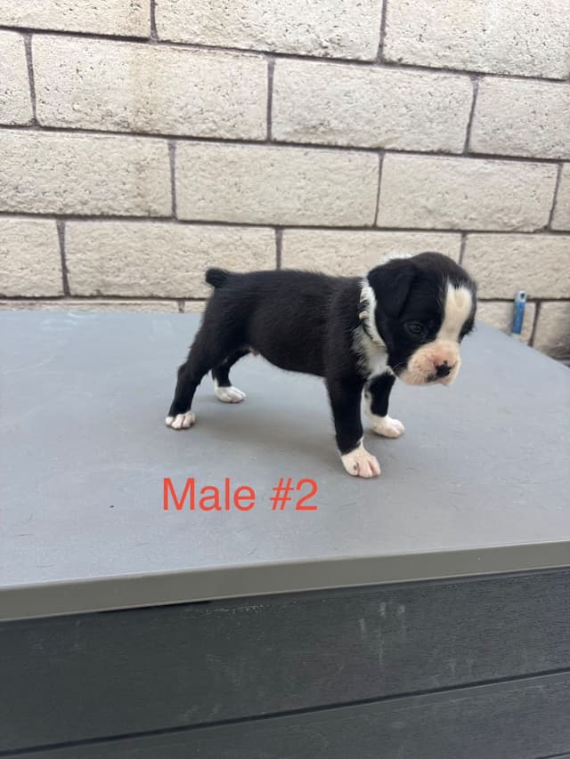 European Boxer Puppies media 6