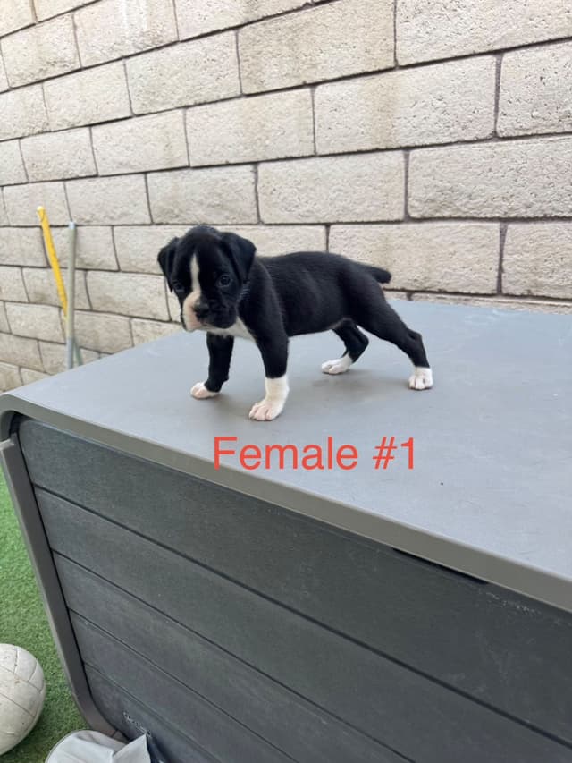 European Boxer Puppies media 7