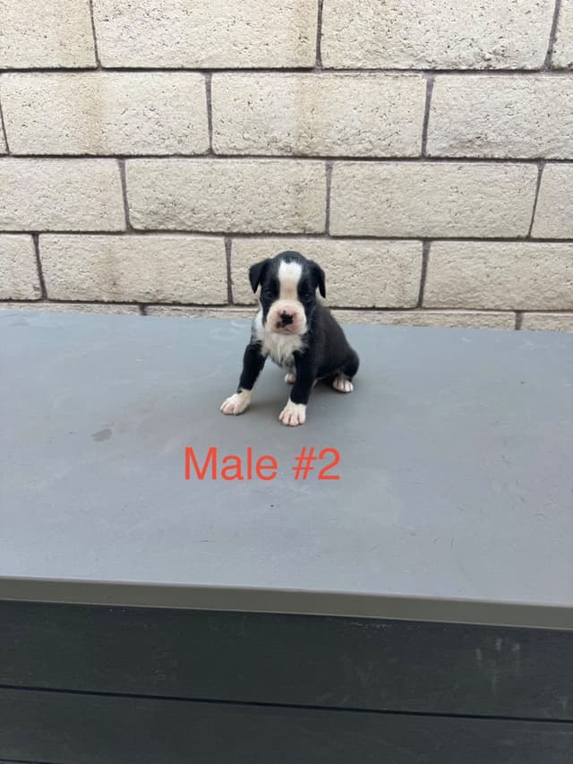 European Boxer Puppies media 8