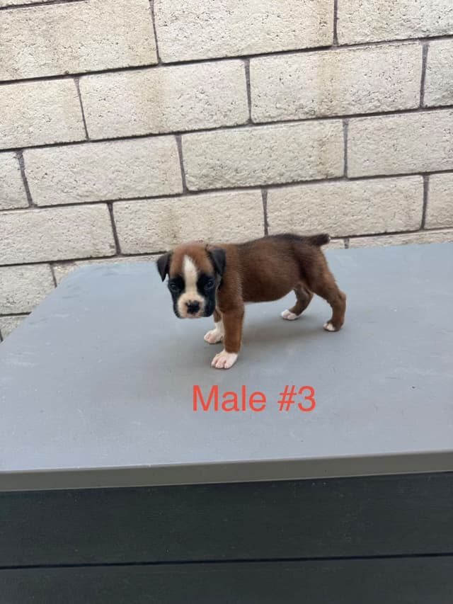 European Boxer Puppies media 9