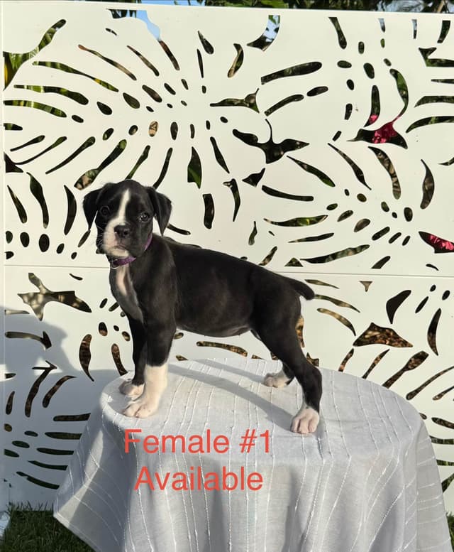 European Boxer Puppies media 10