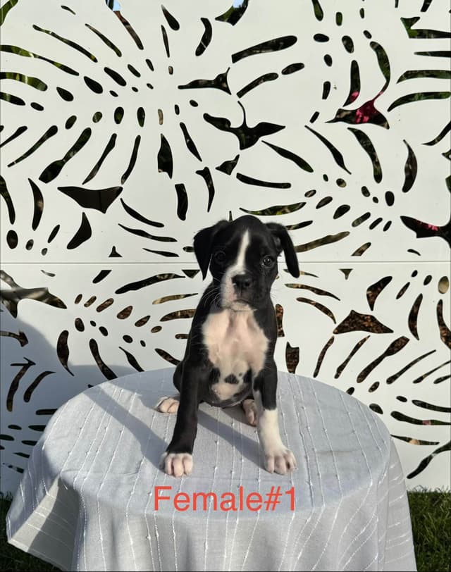 European Boxer Puppies media 12