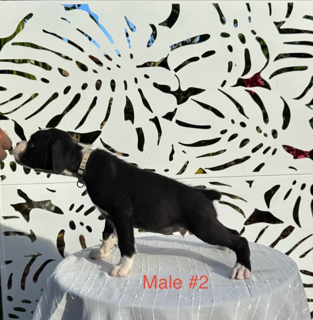 European Boxer Puppies media 13