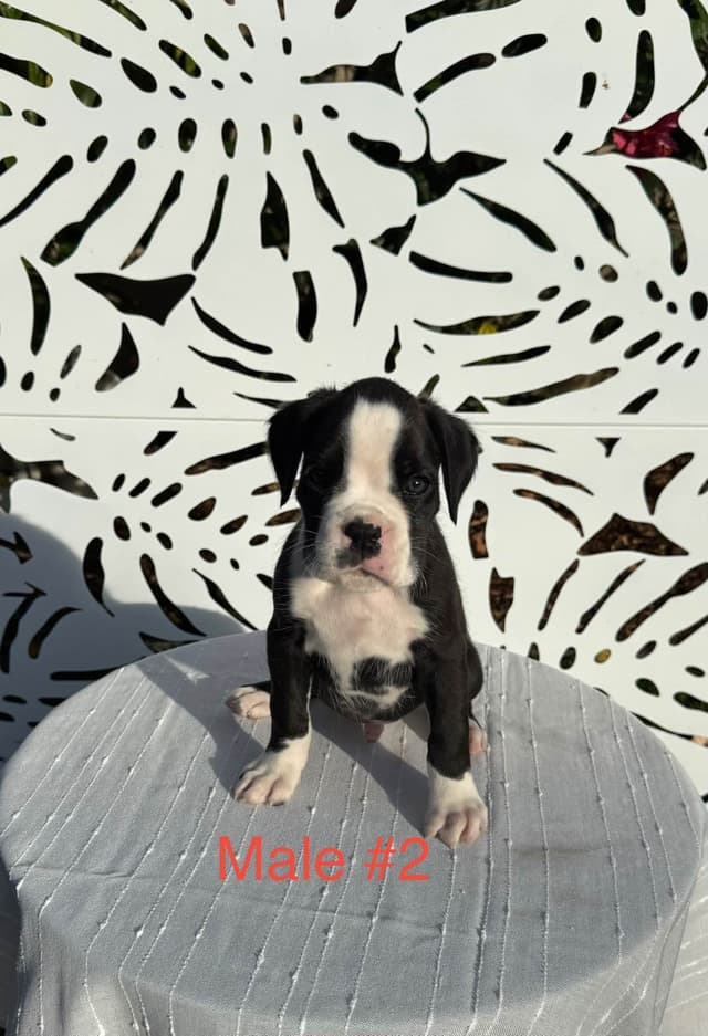 European Boxer Puppies media 14