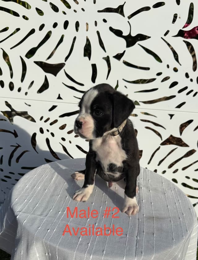 European Boxer Puppies media 15