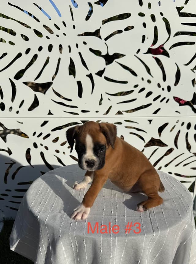 European Boxer Puppies media 16