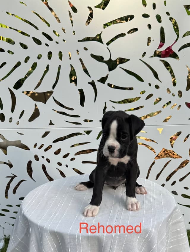 European Boxer Puppies media 17
