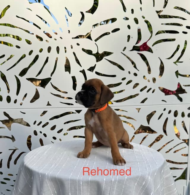 European Boxer Puppies media 18