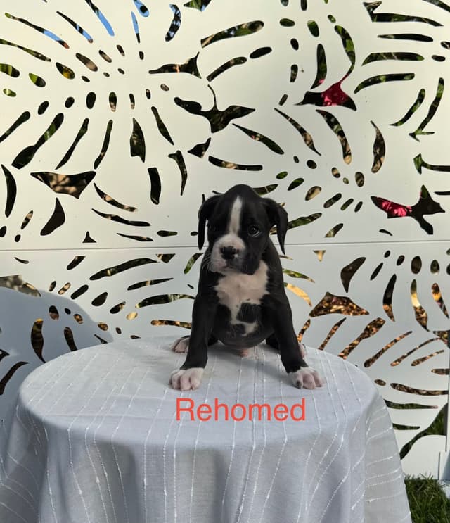 European Boxer Puppies media 19