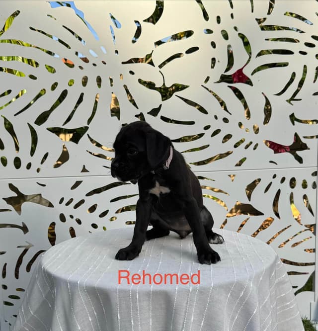 European Boxer Puppies media 20