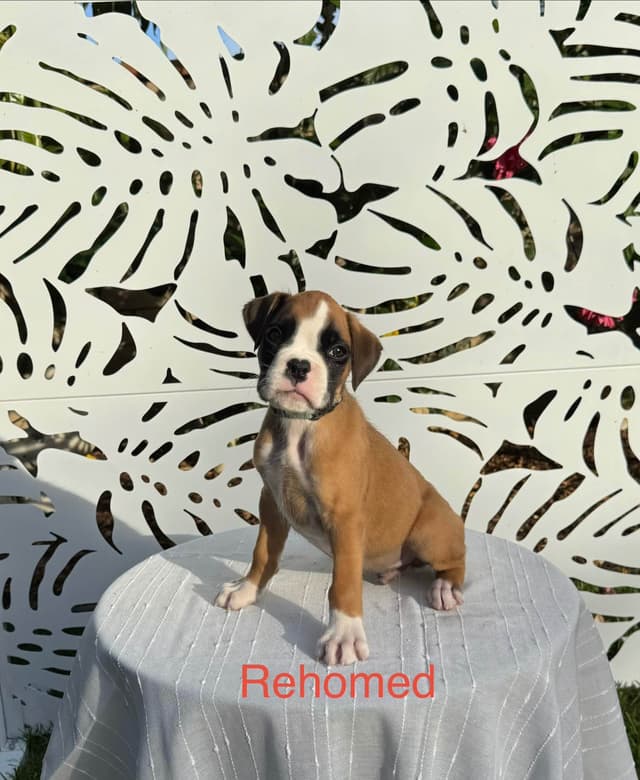 European Boxer Puppies media 21