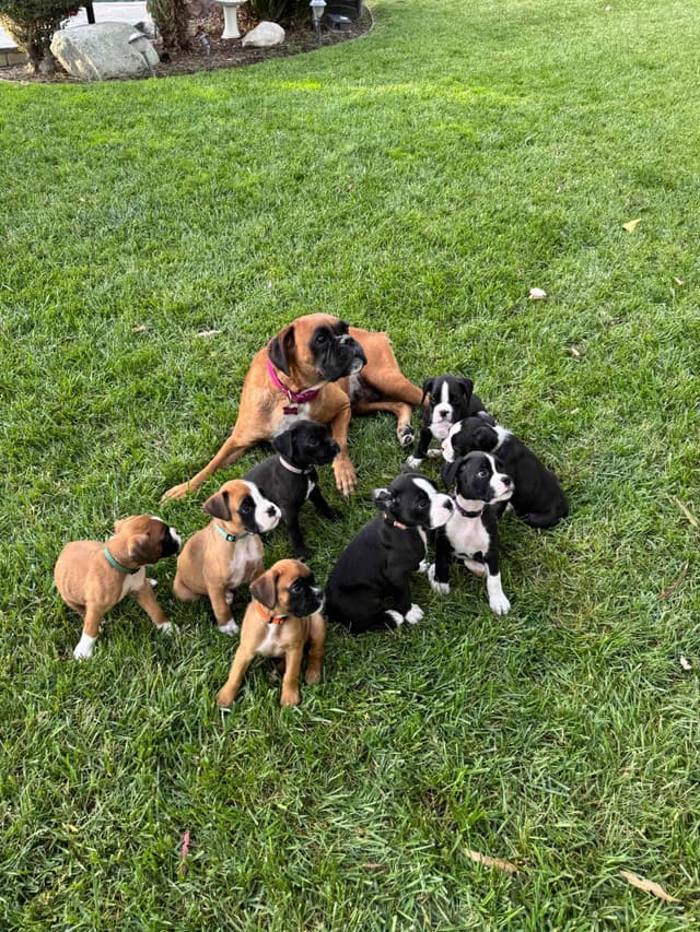 European Boxer Puppies media 22