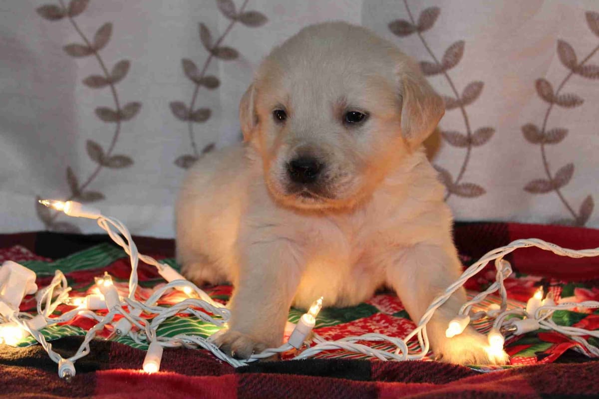 Golden Retriever Puppies breeder image 1