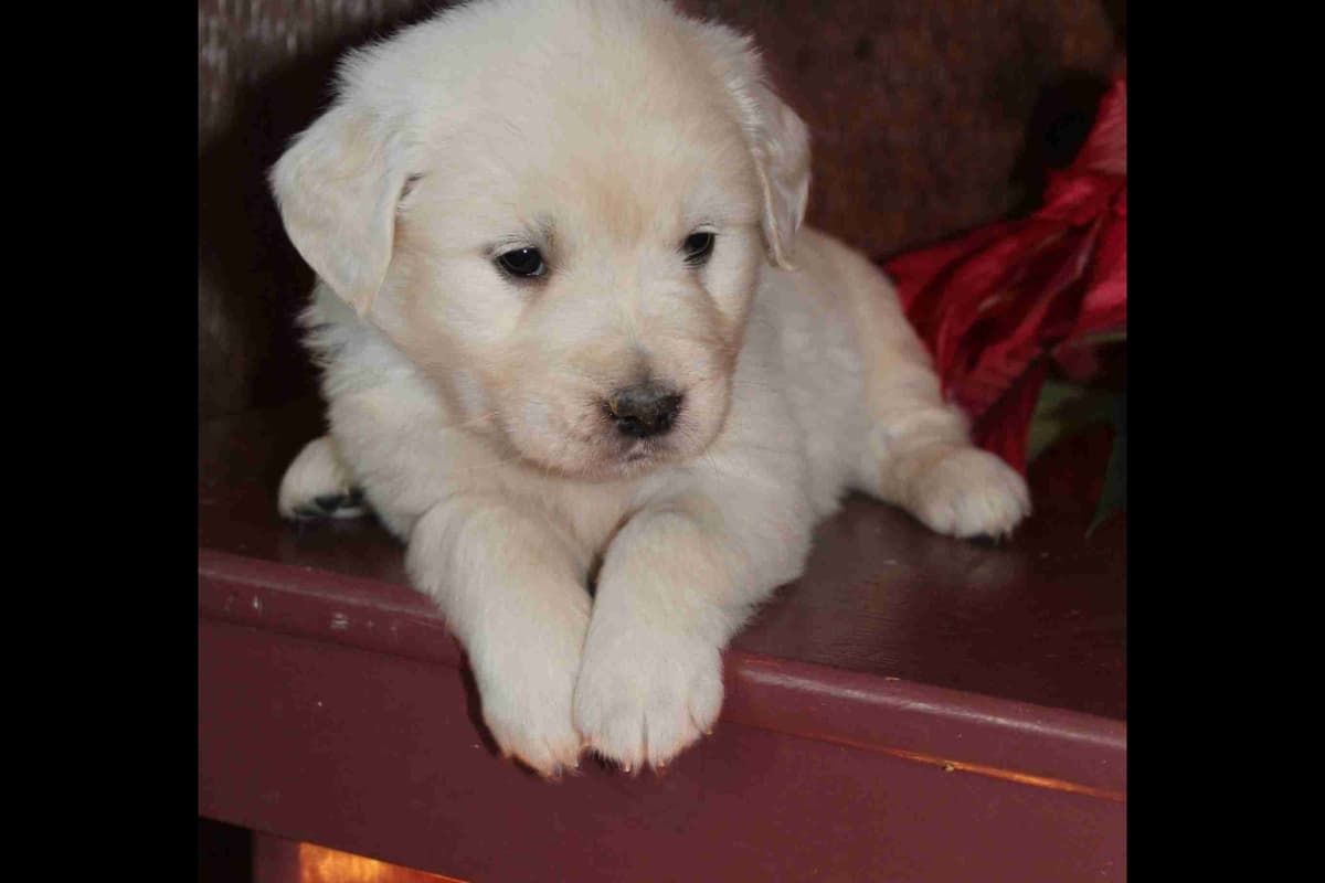 Golden Retriever Puppies breeder image 2