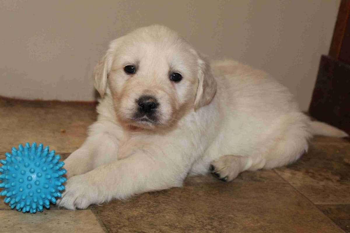 Golden Retriever Puppies breeder image 3