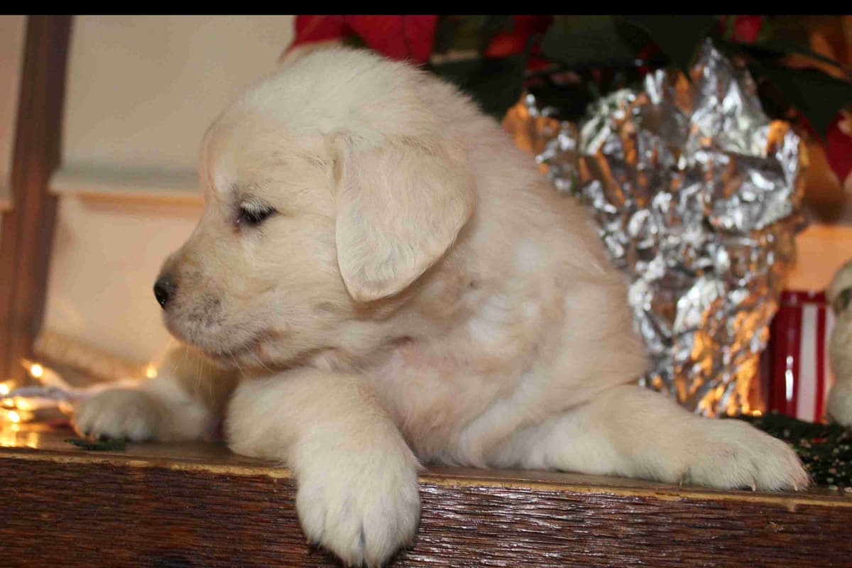 Golden Retriever Puppies breeder image 4