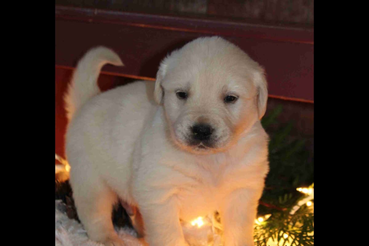 Golden Retriever Puppies breeder image 5