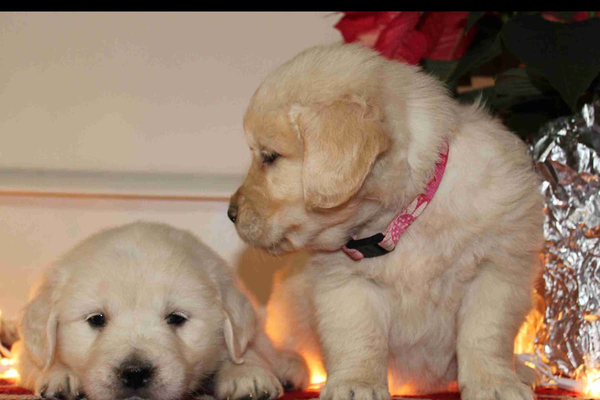 Golden Retriever Puppies breeder image 6