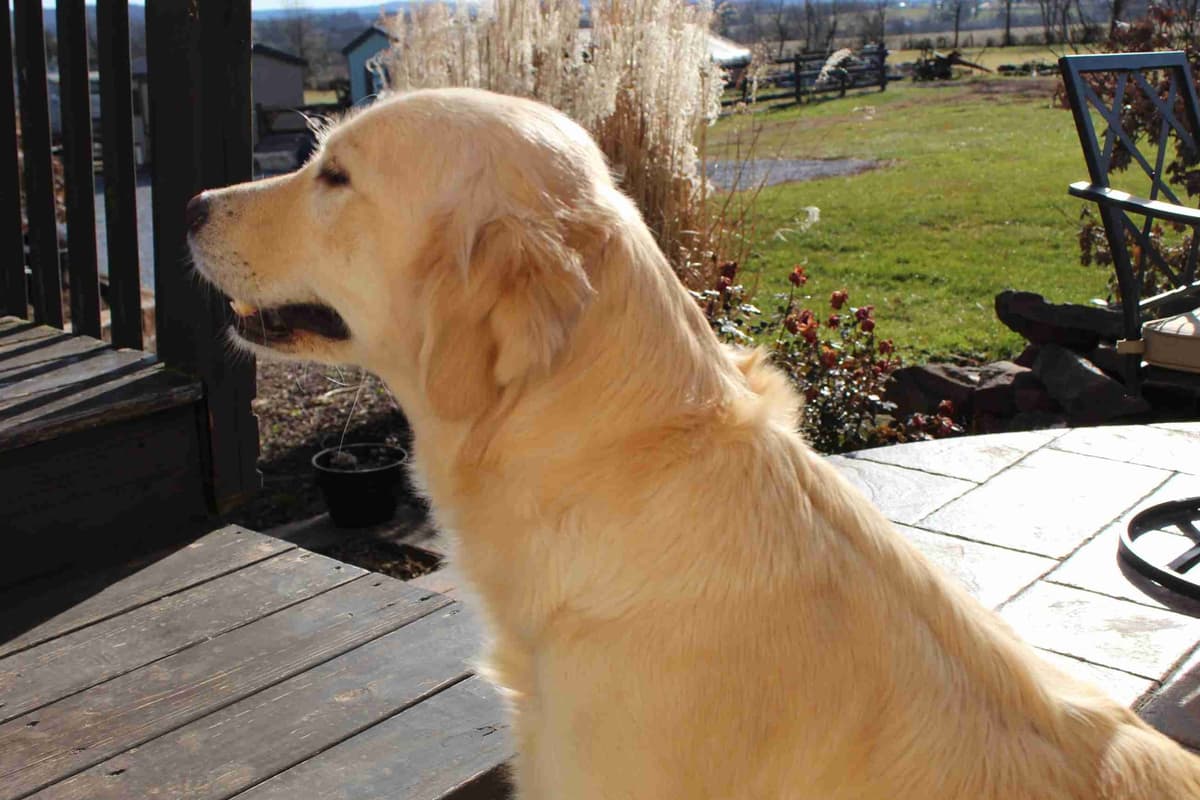 Golden Retriever Puppies breeder image 7