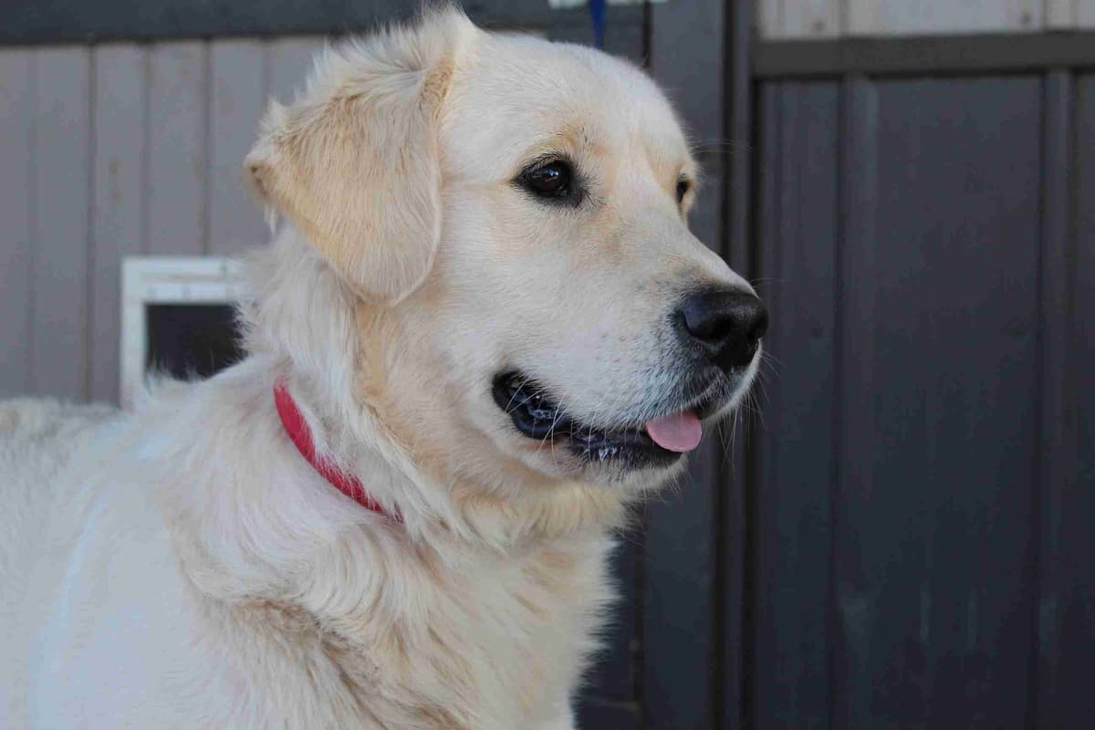 Golden Retriever Puppies breeder image 8