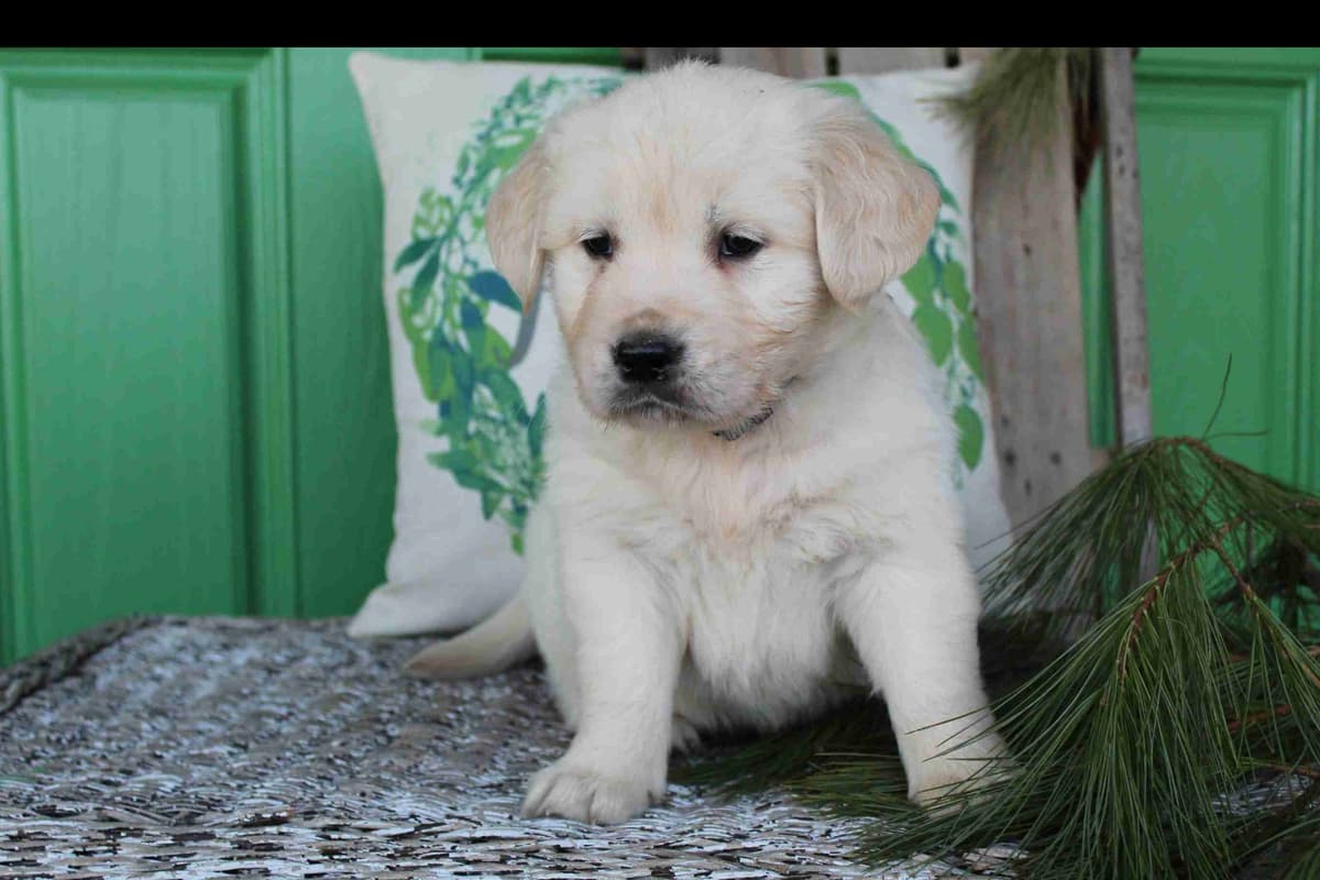 Golden Retriever Puppies breeder image 10
