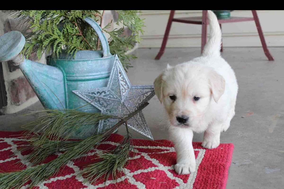 Golden Retriever Puppies breeder image 11