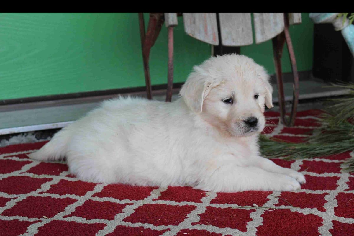 Golden Retriever Puppies breeder image 12