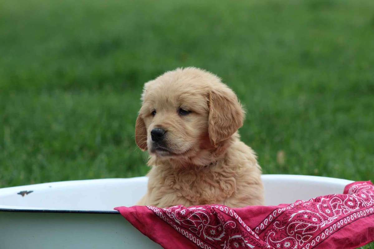 Golden Retriever Puppies breeder image 13