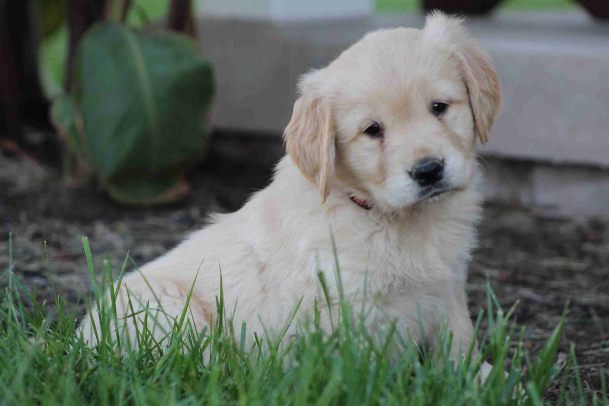Golden Retriever Puppies breeder image 14