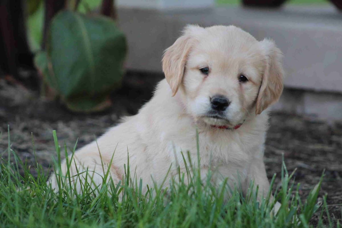 Golden Retriever Puppies breeder image 15