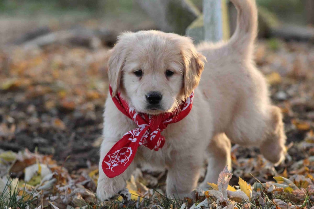 Golden Retriever Puppies breeder image 16