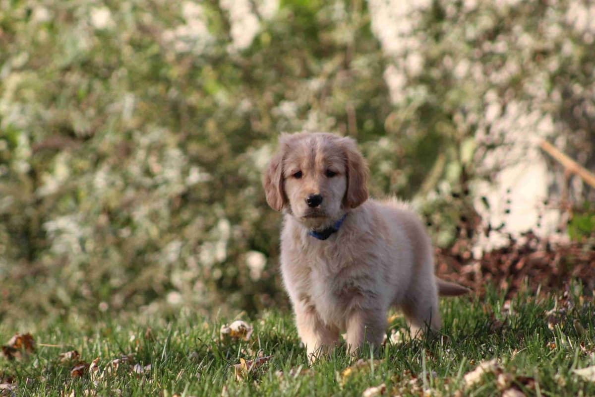 Golden Retriever Puppies breeder image 17