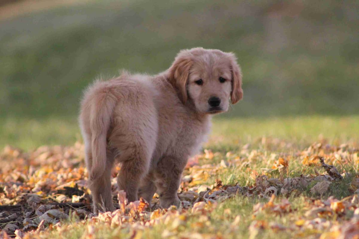 Golden Retriever Puppies breeder image 18